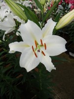 [5299 Castellani No01.JPG]